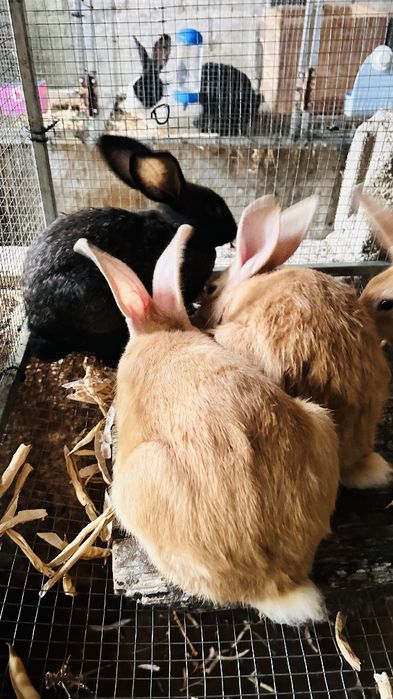 Vendo Coelhos machos e fêmeas