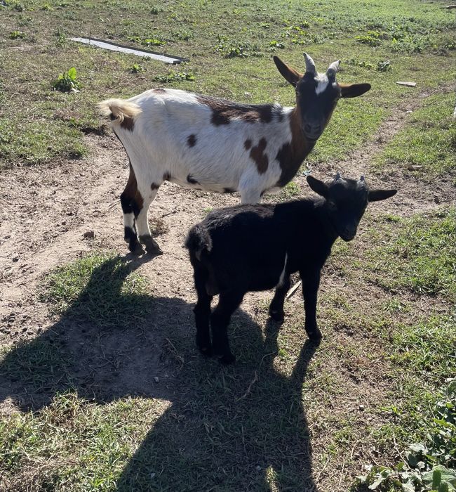 Disponível Cabrito anão