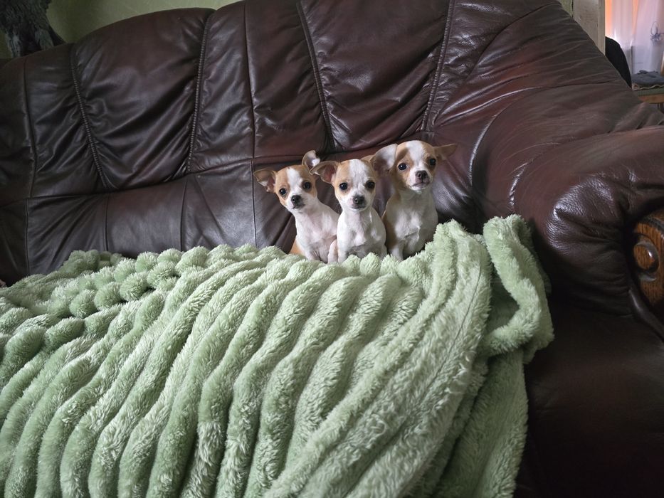 Szczeniaczki rasy Chihuahua krótkowłosy