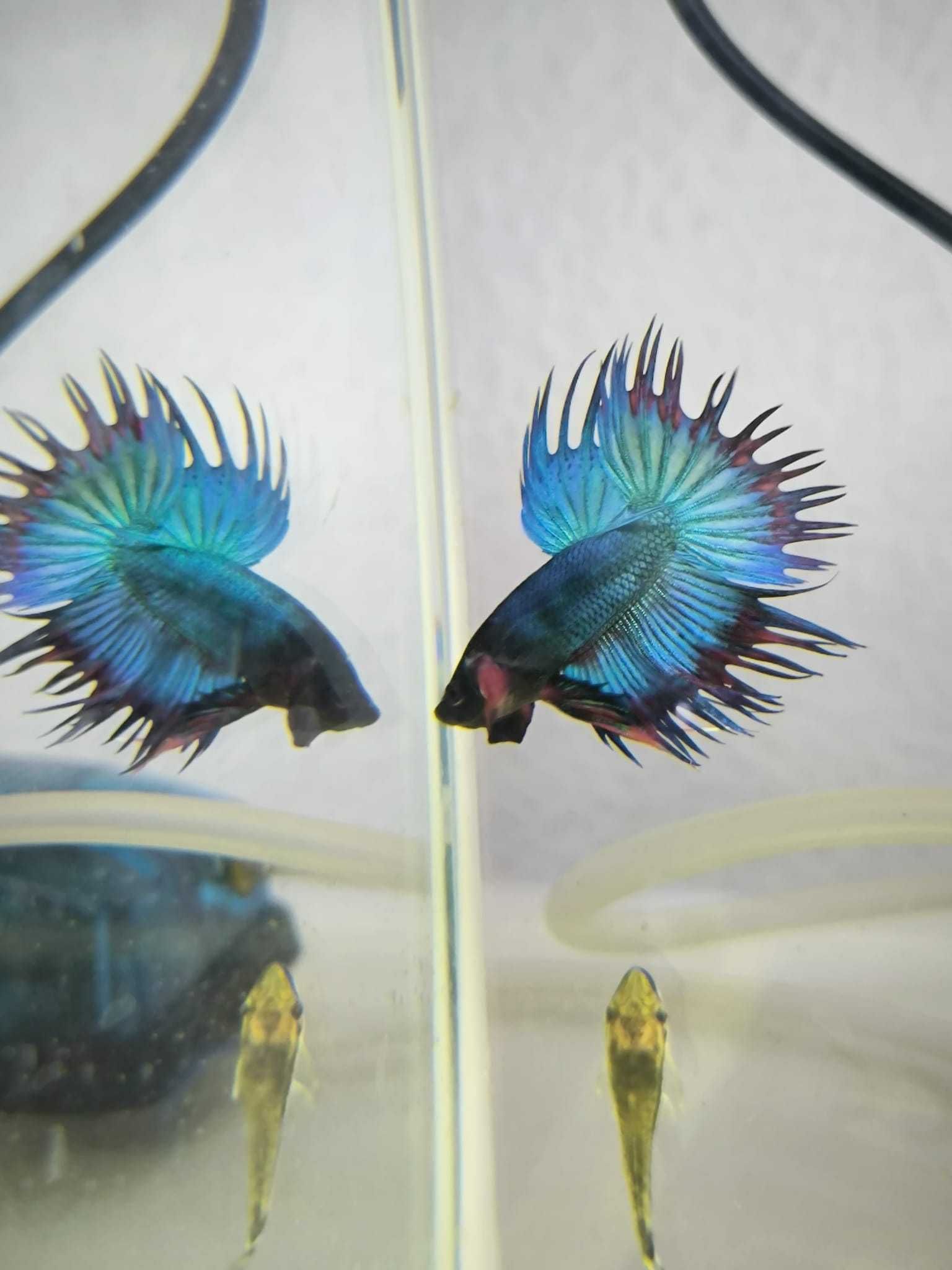 Betta Crowntail , entre outros