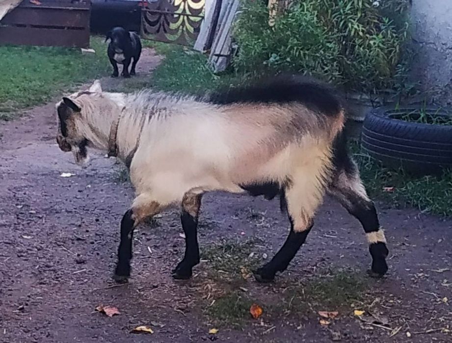 Молодий, активний, робочий козлик, вік 8 місяців.  Можливий ОБМІН