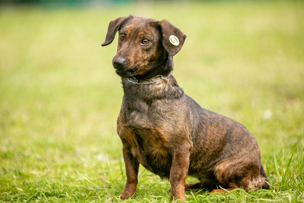 Практически такса ищет добрые руки