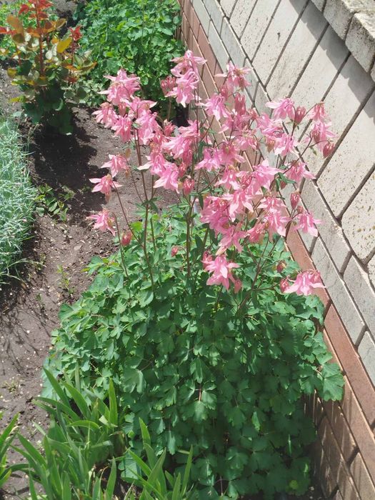 Хосты гвоздика водозбip