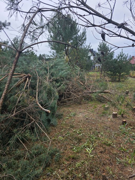 Oddam Drewno na opał