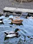 Vendo casal de patos Ruen a por