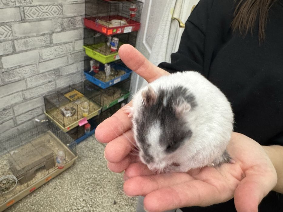 Chomik syryjski samiec 6 miesiecy