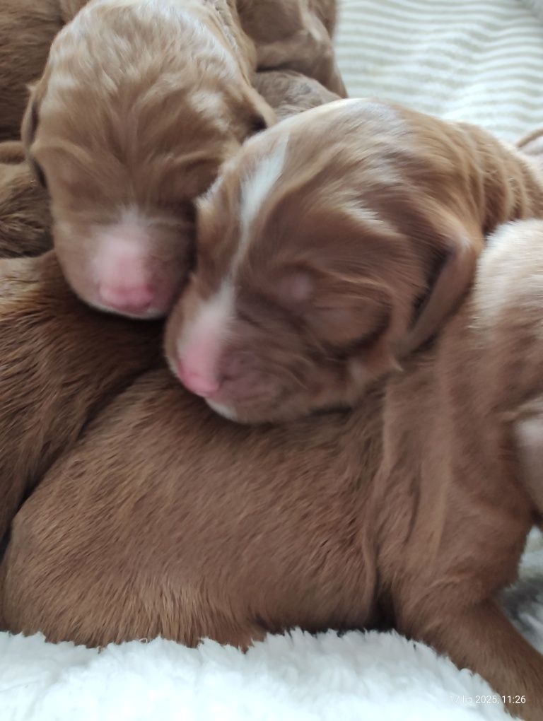 Goldendoodle F1b Standard Boy