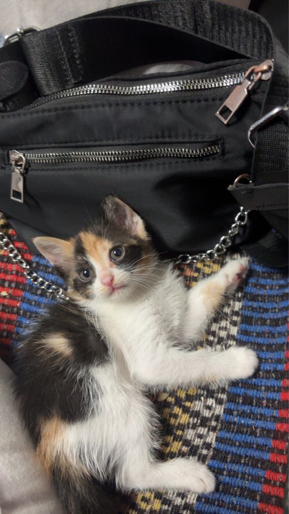 gatinha bebe adoçao