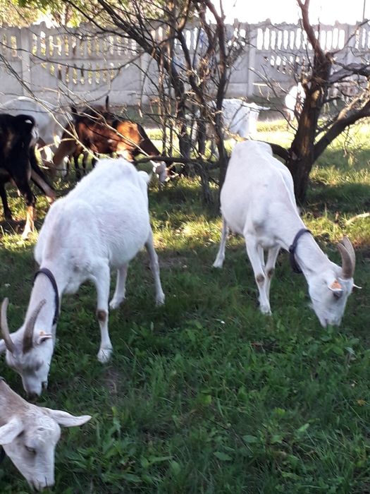 Kozy mleczne w typie saaneńskim