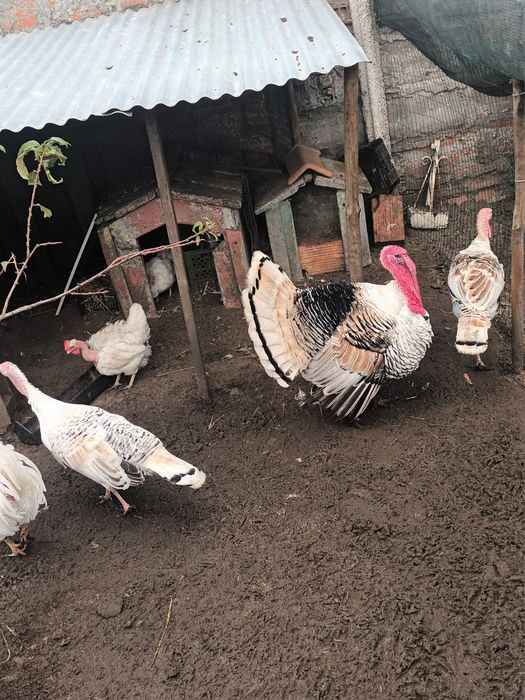 Ovos de peru Royal palm