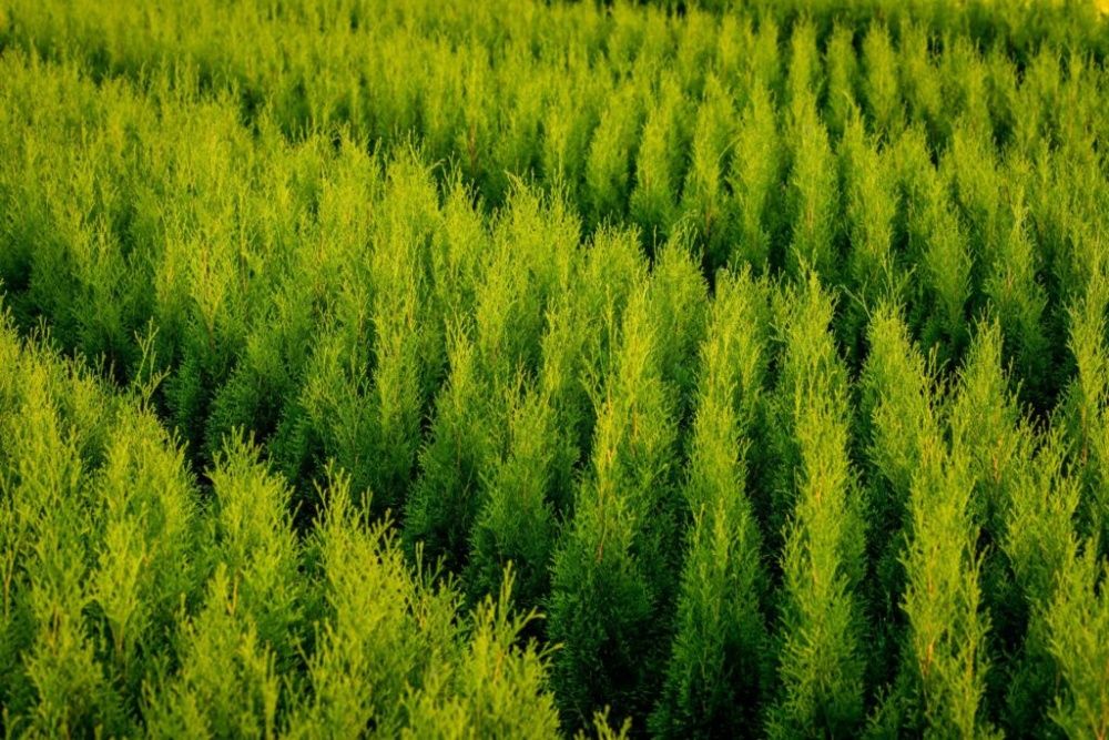 Tuja, thuja danica, piękna gęsta sadzonka kulista kulka doniczka C2