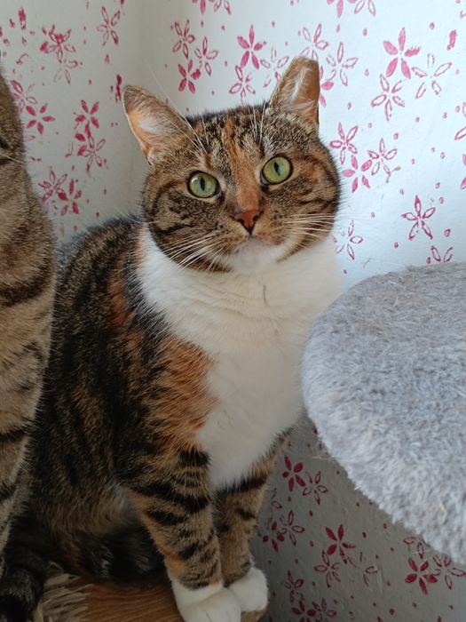 Młoda trzykolorowa kotka Delta czeka na dom