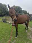 klacz do sportu po Quini Bredker x Duc 123 Z x Dominator 2000 Z