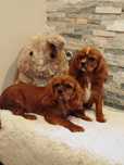 Cavalier King Charles Spaniel Śliczny Chłopczyk