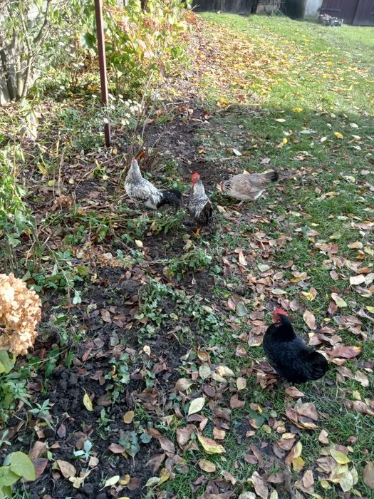 Sprzedam młode kogutki