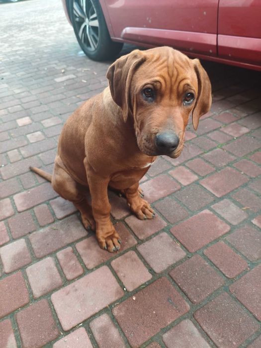 piesek szczeniak rhodesian ridgeback oddam
