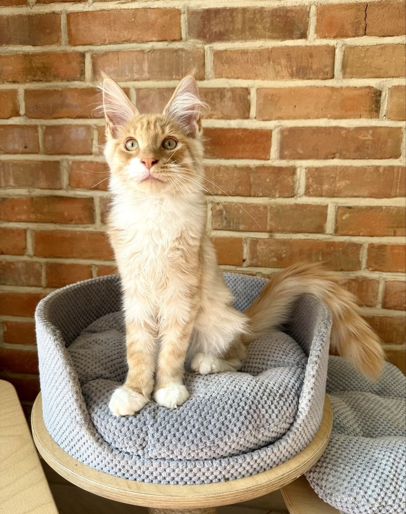 Inari Magnus*PL - kotka rasy Maine Coon gotowa do zmiany domu :)