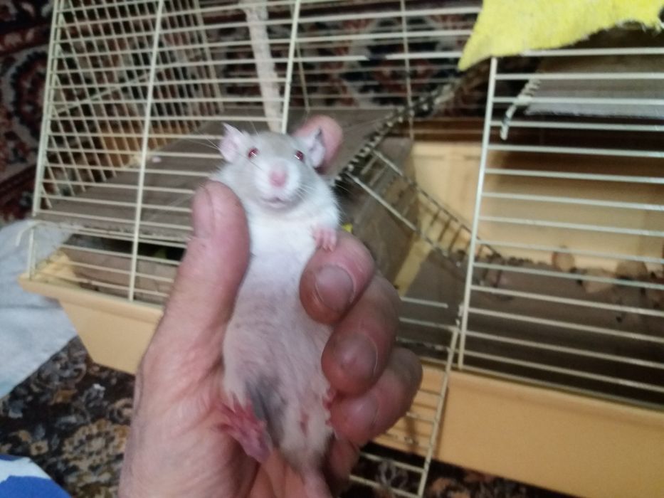 Крыски домашние, умные , 1 месяц от рождения.