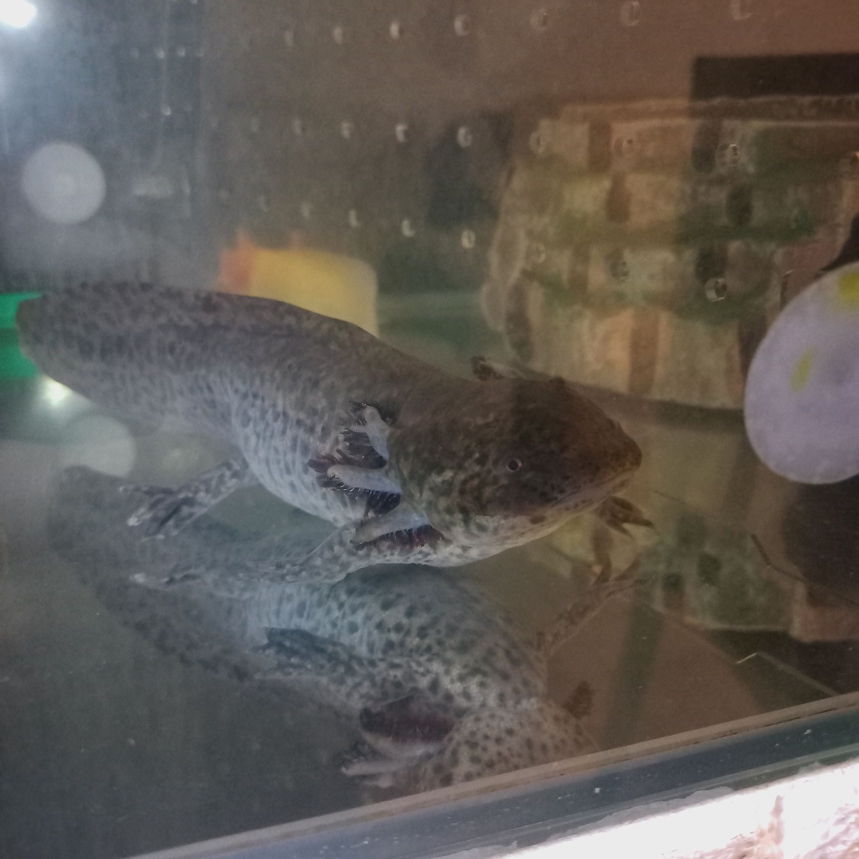 Axolote fêmea adulta