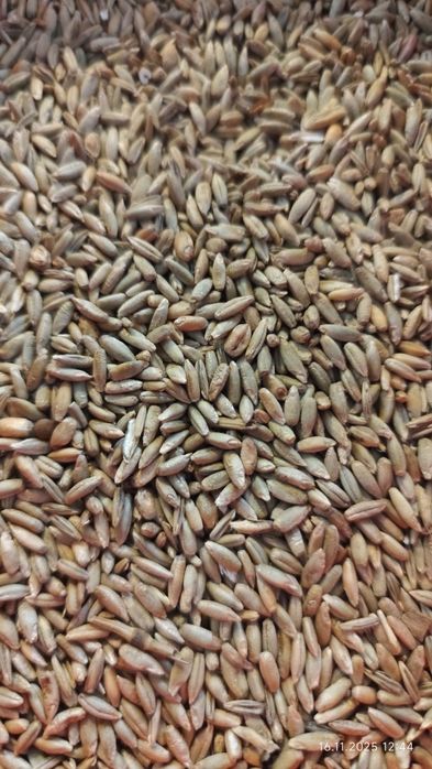 Sprzedam mieszankę żyto z pszenicą