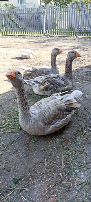 Гуси бійцеві прямоносі