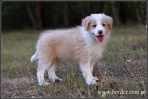 Psy szczeniaki Border Collie ZKwP FCI
