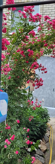 Продам саженцы плетущейся розы