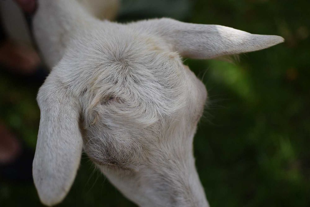 Продається молоденька кізочка (котна на другий окот)