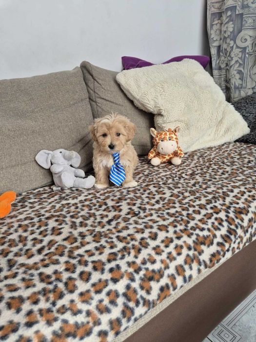 Maltipoo F1 śliczny piesek z metryką