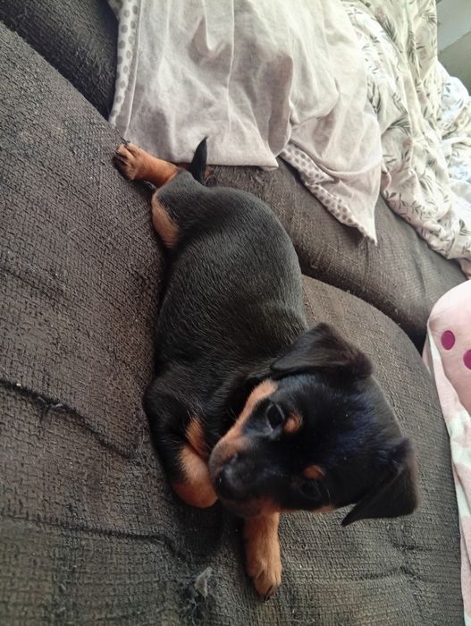 Suczka sunia oddam w dobre ręce szczenię