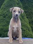 Whippet piesek hodowla Duovarius FCI