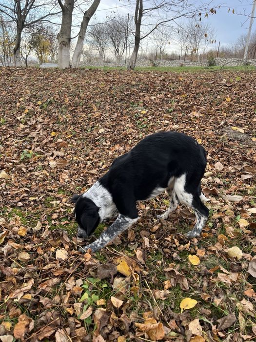 Віддам песиків в добрі руки