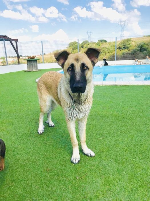 Cadela - Serra da Estrela com Pastor Alemão