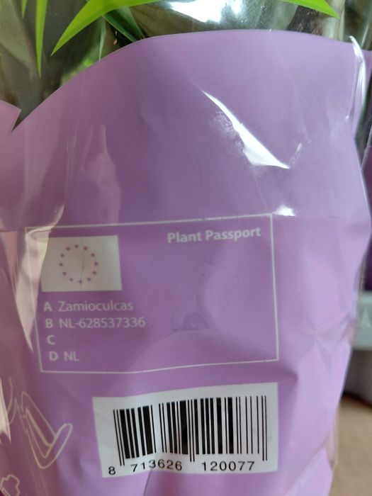 Zamioculcas zamiifolia, Zamiokulkas 40cm WYSYŁKA