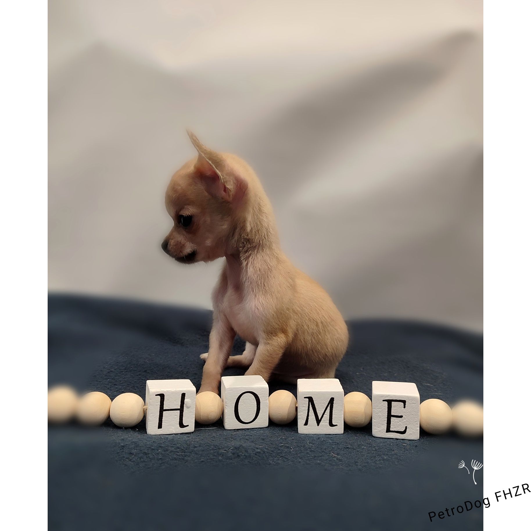 Chihuahua xs 450g piesek gotowy do odbioru