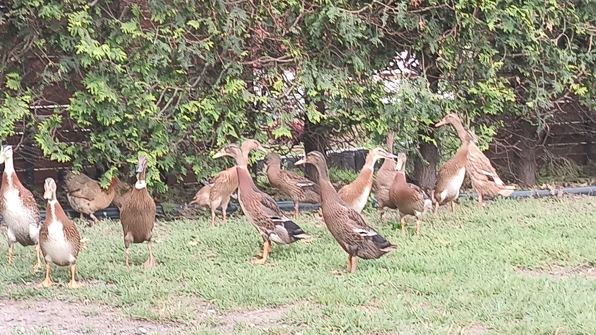 Kaczorek call duck i biegusy