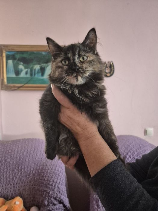 Кошеня черепашка 3 міс