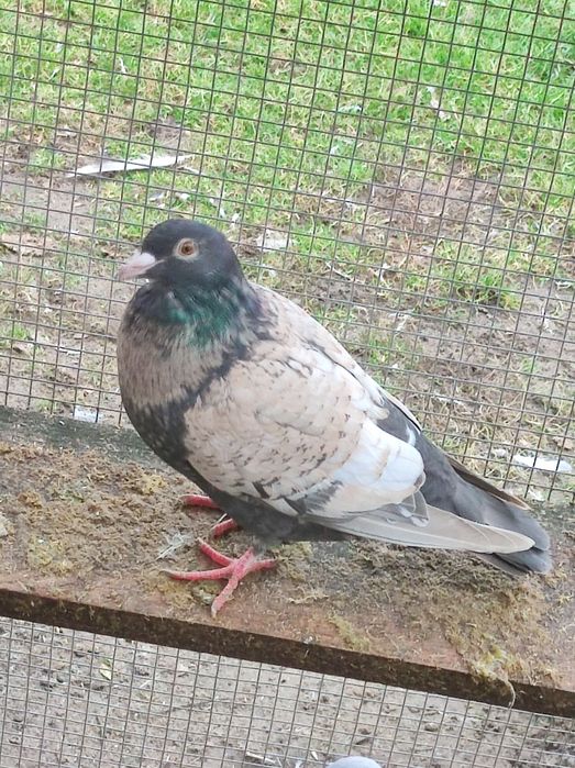 Gołębie pocztowe opal Fril