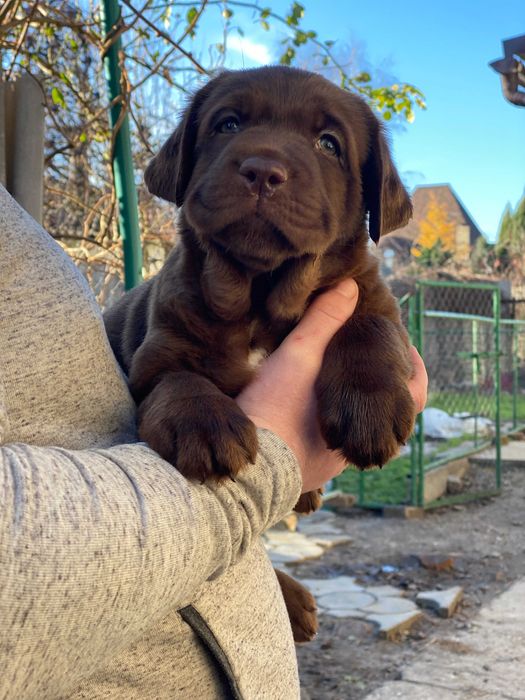 Цуценя / цуценята Лабрадора / щеня / щенята / щенок / щенки / Ретривер