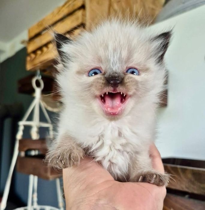 po Championach rodowód FPL FIFE Neva Masquerade kotka kot Syberyjski