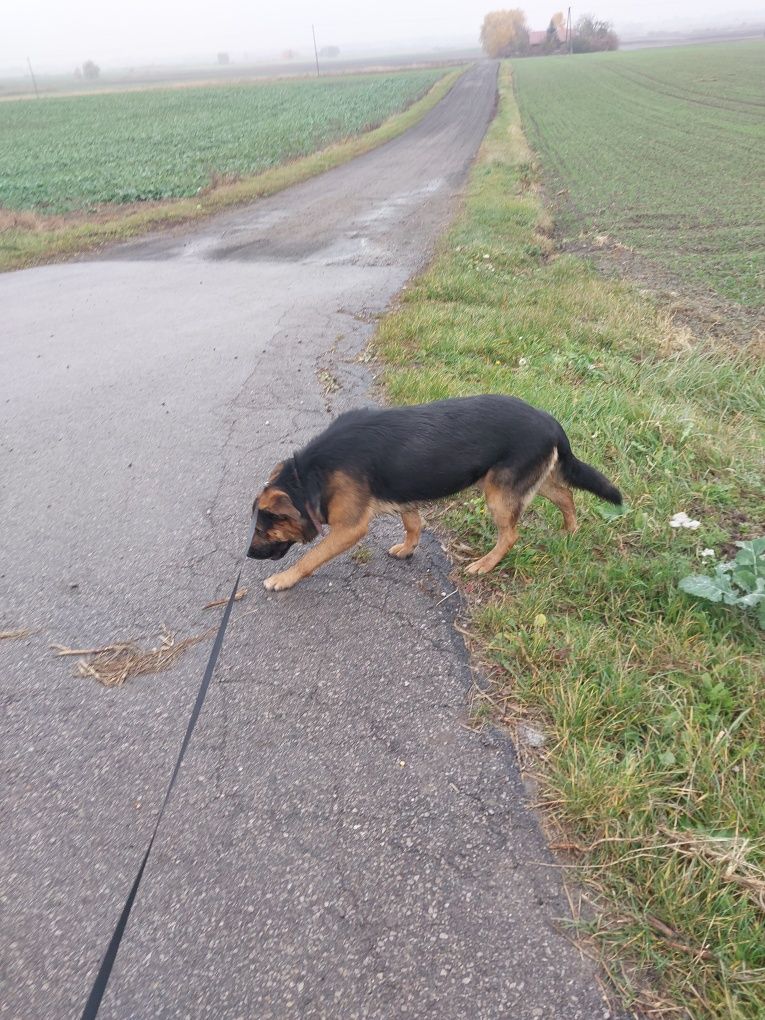 Oddam za darmo ze schroniska psa .