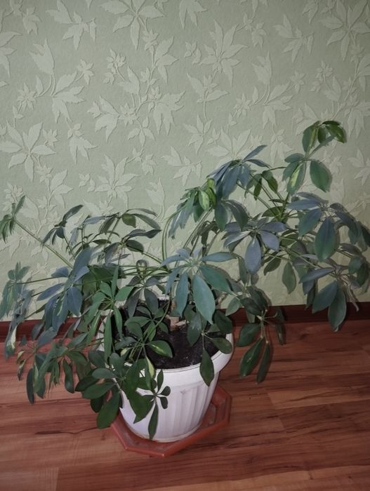 Шифлера, кімнатна рослина