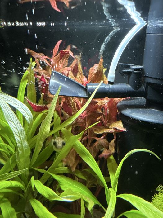 Sprzedam rosline akwariową