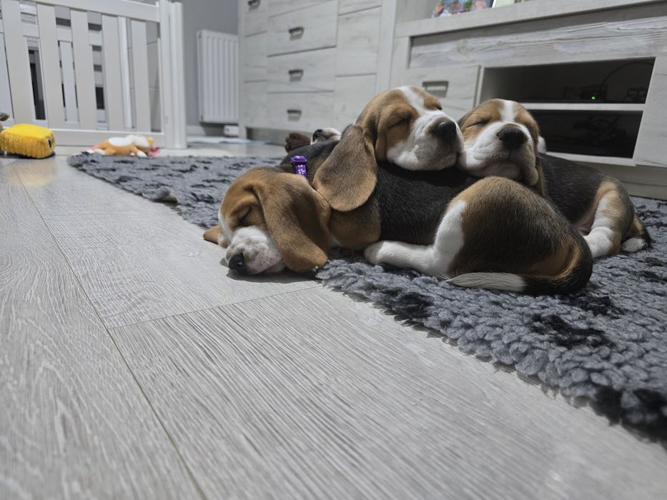Szczenięta beagle FCI/ZKwP po wybitnych rodzicach