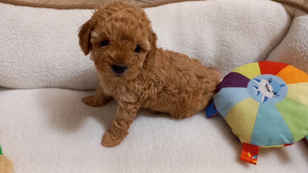 Śliczna suczka Pudel Toy Red