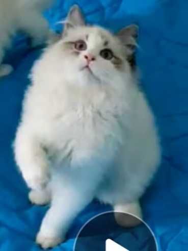 Чистокровный кот породы Невская Маскарадная