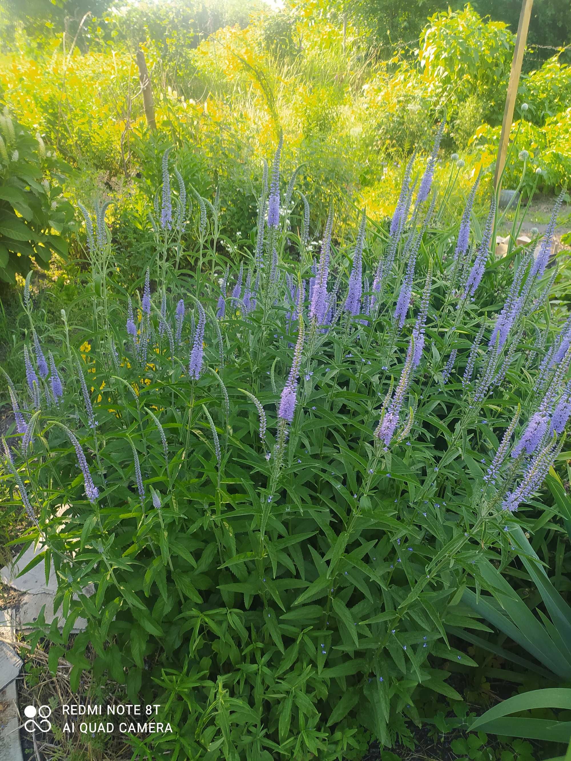 Вероніка колоскова, високий,квітучий все літо