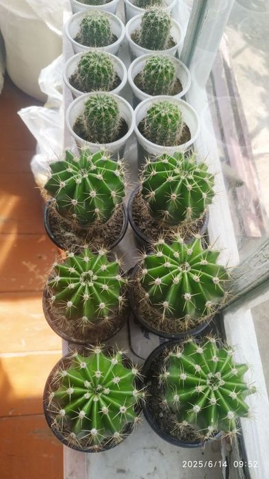 Кактус ехінопсис сукулент вазонок