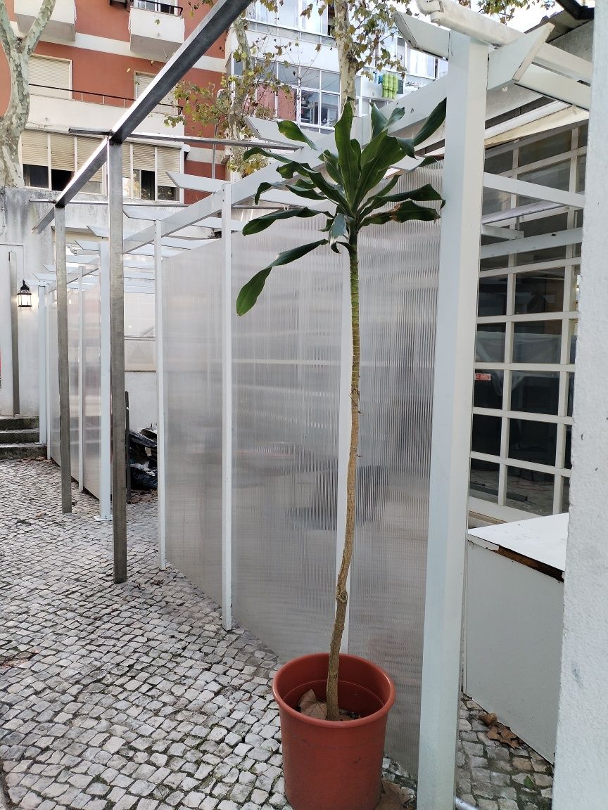 Pergula com cobertura extensiva