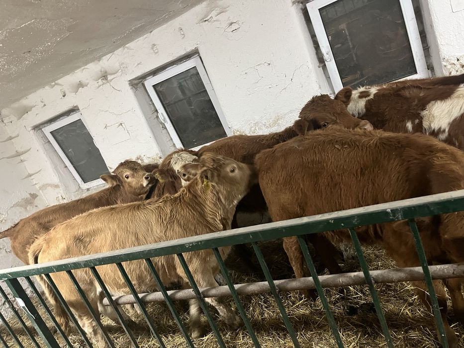 Byki i jalowki 160-200 kg